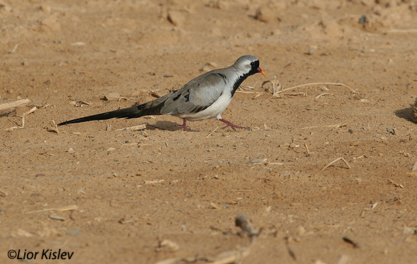 תורית זנבתניתNamaqua Dove Oena capensis                                                  אילת,אפריל 2006